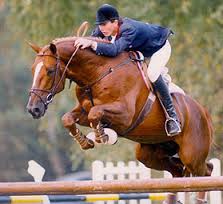 Selle Francais Stallion le tot de semilly